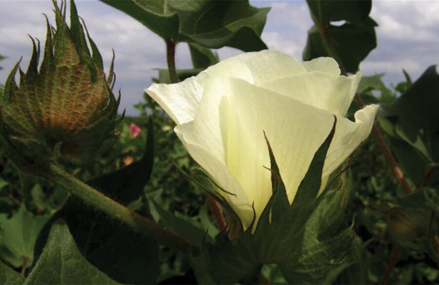 Ακόμη πιο εύκολο το πριμ άνθρακα 31,7 ευρώ για το βαμβάκι χωρίς καρτελάκια και ανάγκη για σταθερές εκτάσεις