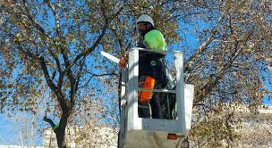 Δήμος Λαρισαίων: Kλάδεμα δέντρων την Κυριακή στην 28ης Οκτωβρίου