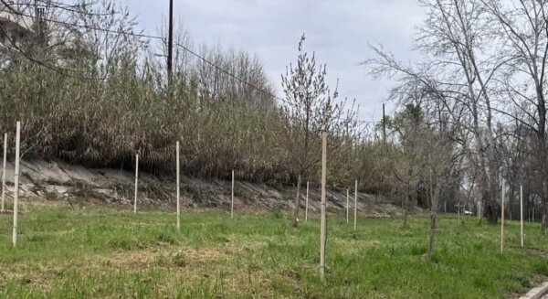Φυτεύτηκαν 700 νέα δέντρα στην περιοχή του Πηνειού – Ενισχύεται το αστικό πράσινο