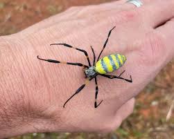 Περιβαλλοντικός συναγερμός για γιγάντια ασιατική αράχνη που εισβάλλει στις ΗΠΑ