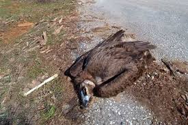 Δαδιά: Δηλητηρίασαν δώδεκα μαυρογύπες, νεκροί οι εννέα