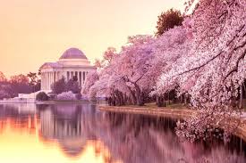 Η μαγεία της Άνοιξης: Οι ανθισμένες κερασιές της Ουάσινγκτον προσφέρουν ένα πανέμορφο θέαμα