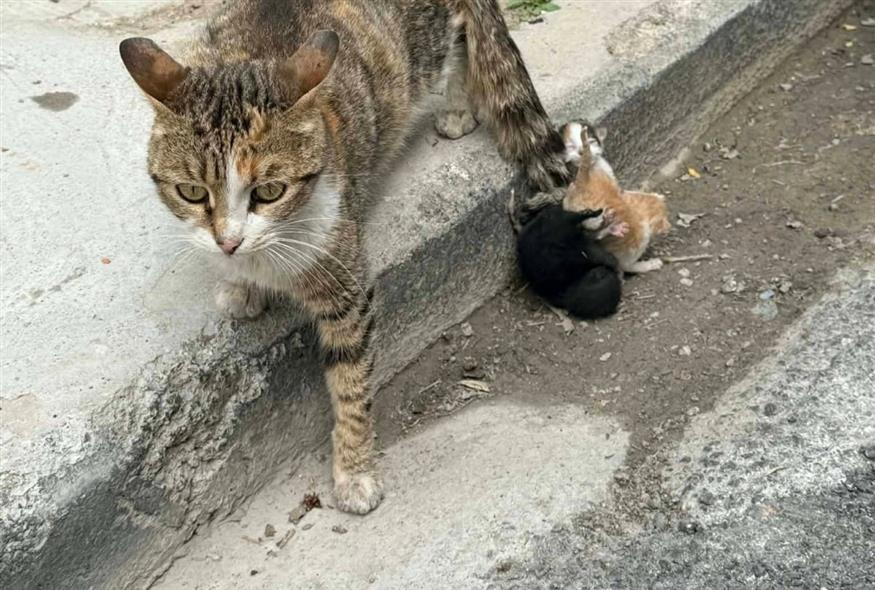 Κτηνωδία στον Βόλο: Έδεσαν νεογέννητα γατάκια στην ουρά της μητέρας τους