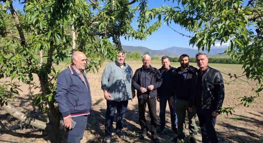 Kλιμάκιο της Περιφέρειας σε πληγείσες καλλιέργειες-Εκτεταμένη καρπόπτωση και ξήρανση σε Τέμπη, Τύρναβο