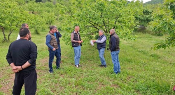 Περιφέρεια Θεσσαλίας: Ωφέλιμα έντομα στη μάχη για τον περιορισμό της σφήκας της καστανιάς