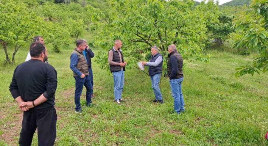 Περιφέρεια Θεσσαλίας: Ωφέλιμα έντομα στη μάχη για τον περιορισμό της σφήκας της καστανιάς