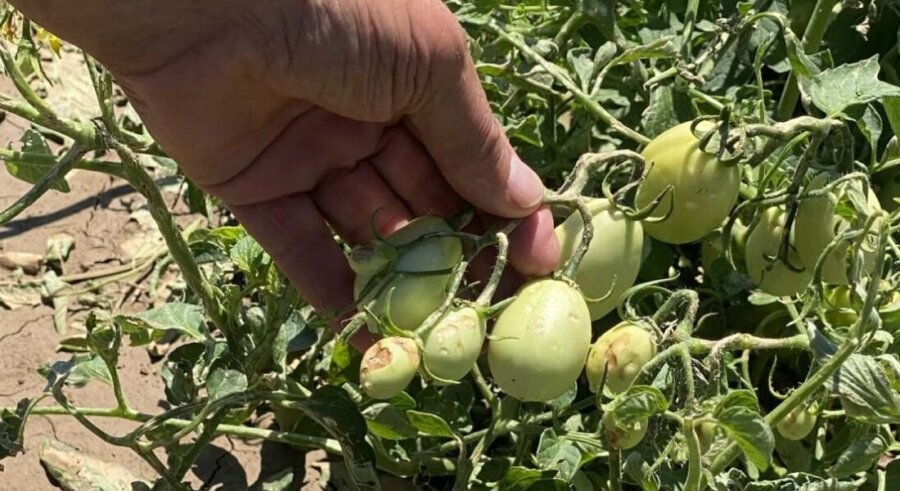 Ζημιές σε 7.000 στρέμματα καλλιεργειών σε Φάρσαλα και Ελασσόνα από το μπουρίνι της Παρασκευής