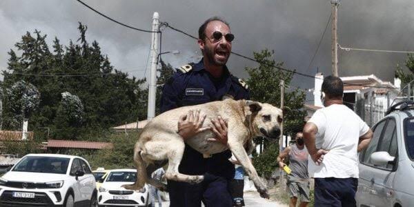 Συνεχίζεται ο αγώνας για να διασωθούν τα ζώα από τις φλόγες, τουλάχιστον 110 έχουν συγκεντρωθεί σε Βίλια και Μέγαρα