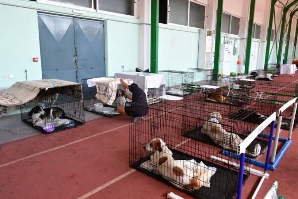Φωτιά στη Δυτική Αττική: Δεκάδες ζώα φιλοξενούνται σε προσωρινό καταφύγιο στα Μέγαρα
