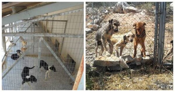 Υπερπληρότητα και έλλειψη κτηνιατρικής επίβλεψης στο δημοτικό κυνοκομείο καταγγέλλει το φιλοζωϊκό σωματείο «Κόσμος και Φύση»