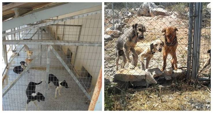 Υπερπληρότητα και έλλειψη κτηνιατρικής επίβλεψης στο δημοτικό κυνοκομείο καταγγέλλει το φιλοζωϊκό σωματείο «Κόσμος και Φύση»