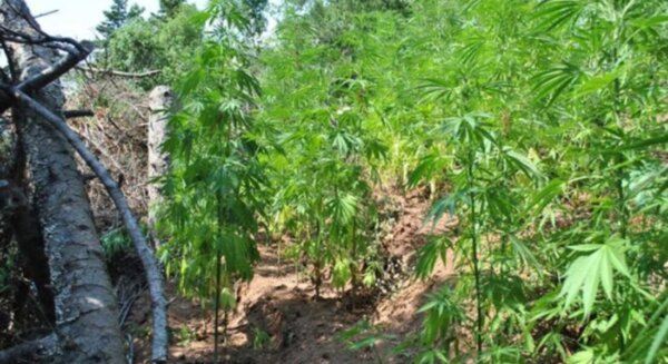 Εξαρθρώθηκε μεγάλη χασισοφυτεία πάνω από τη Ροδιά Τυρνάβου