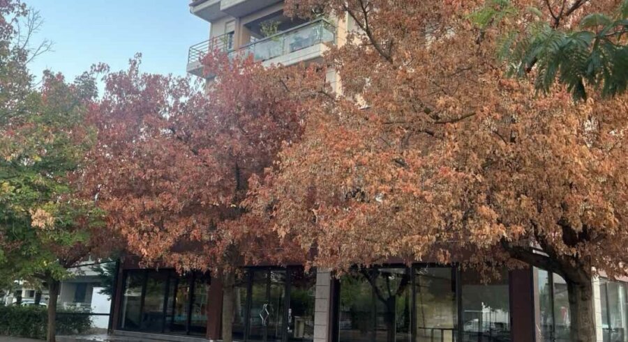 Ποιος «σκοτώνει» τα δέντρα στη Λάρισα; Άλλα τέσσερα ξερά δέντρα στη Νέα Πολιτεία και οι υποψίες δολιοφθοράς