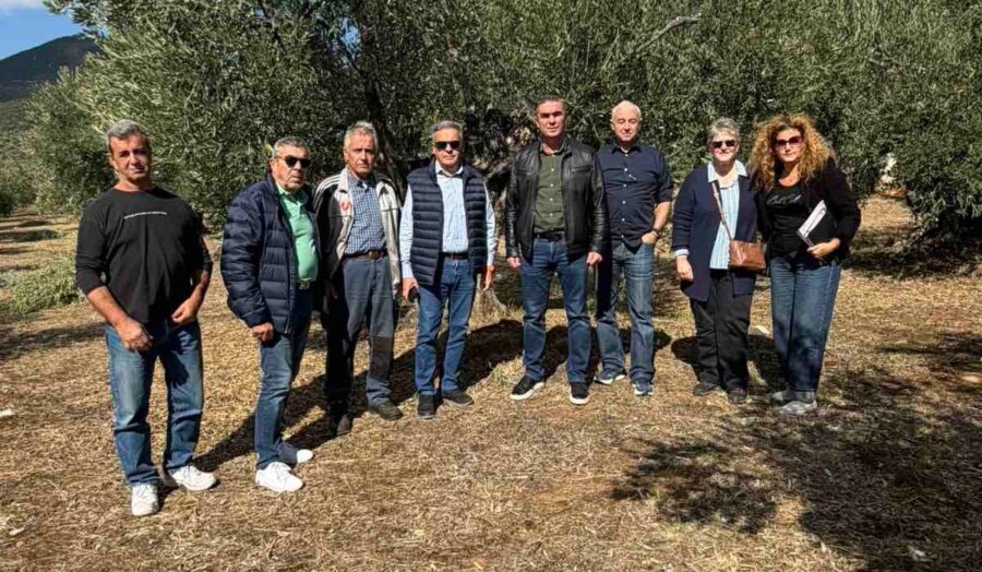 Αυτοψία της Περιφέρειας Θεσσαλίας σε ελαιοπαραγωγικές περιοχές του Δήμου Αλμυρού